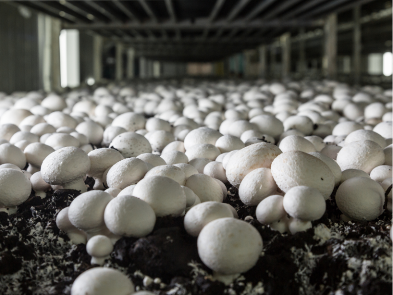 mushroom farm building